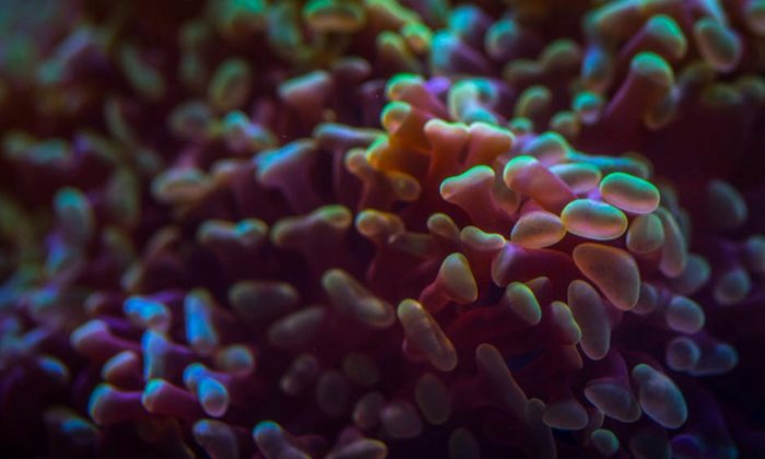 corail