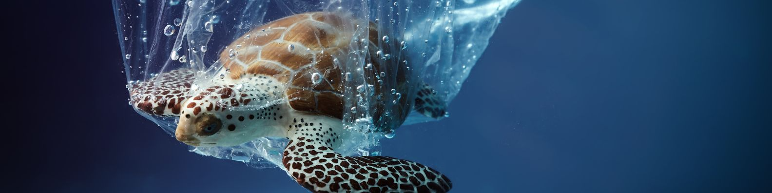 Tortue sac plastique